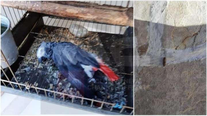 Η σφαίρα και ο νεκρός παπαγάλος της οικογένειας Μπούα