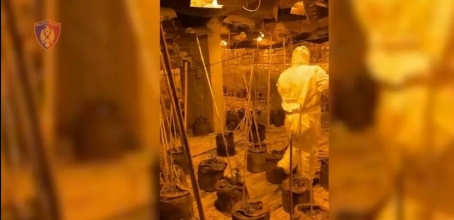 Αγ. Σαράντα: Εντοπίστηκε εργαστήριο καλλιέργειας δενδρυλλίων κάνναβης