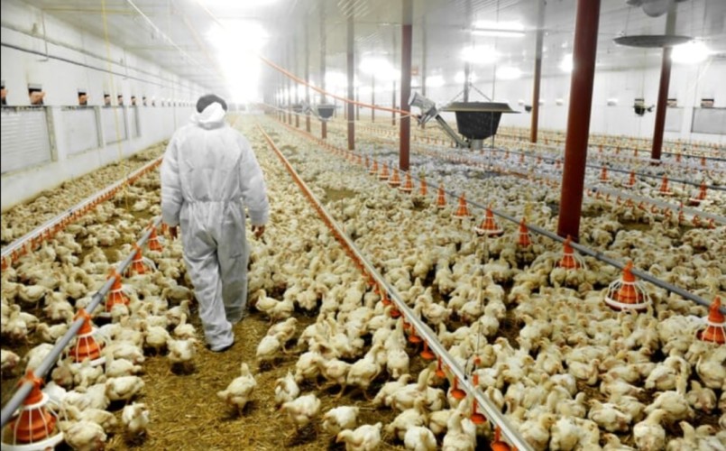 Κρούσματα γρίπης των πτηνών στο Δυρράχιο - Πάνω από 100 χιλ. νεκρά κοτόπουλα