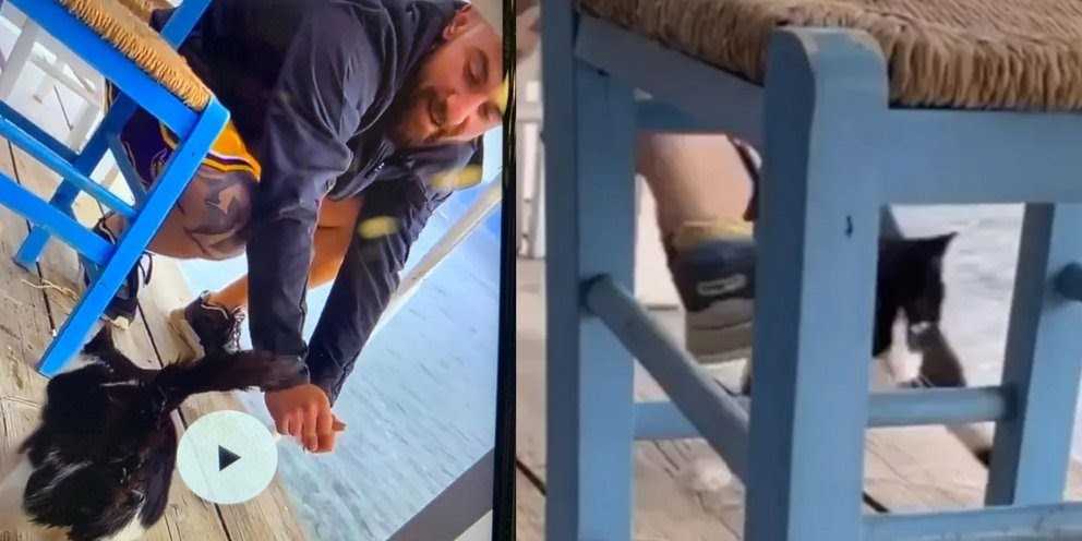 Αλβανός ο νεαρός που πέταξε το γατάκι στην Αιδηψό (βίντεο)