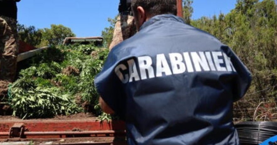 Ξεσκεπάστηκε φυτεία με ναρκωτικά στην Ιταλία, συλλαμβάνονται δύο Αλβανοί