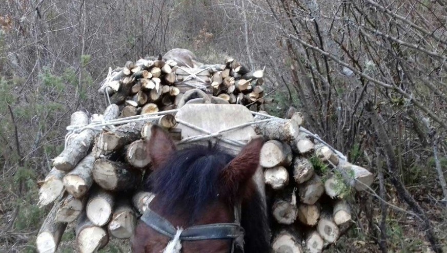 Αλβανοί λαθροϋλοτόμοι καταστρέφουν δάσος στην Καστοριά για να εισάγουν ξύλα στην Αλβανία