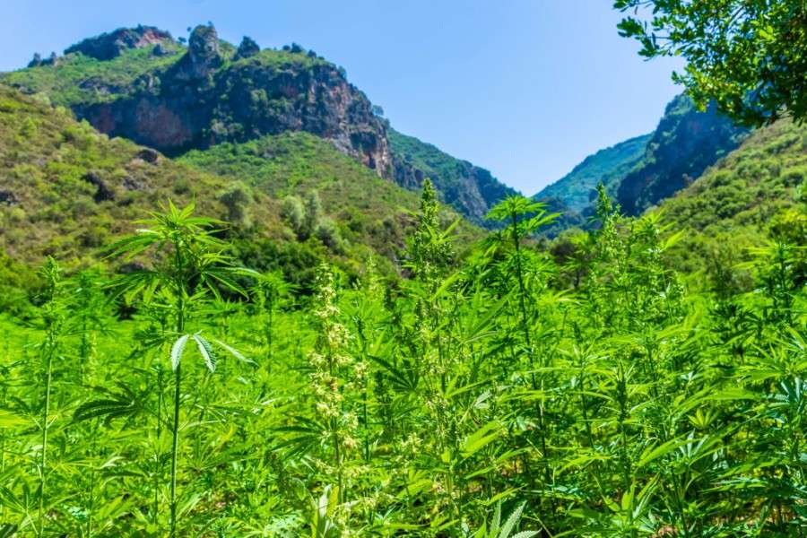 Hemp-in-albania-1-1024x683.jpg