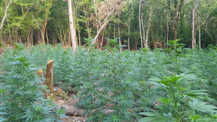 Οργανωμένη φυτεία κάνναβης εντοπίστηκε από την ΕΛ.ΑΣ. στην Κόνιτσα 1 05082021futeiahpeiros001.jpg