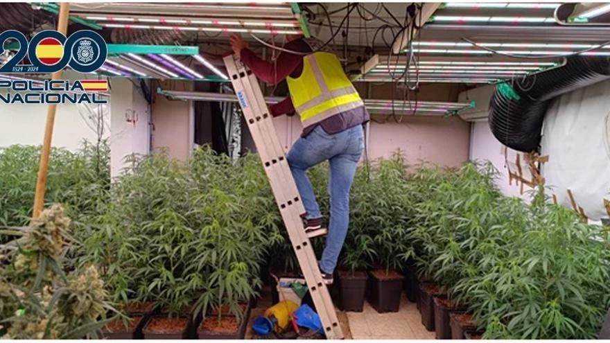 Ισπανία: Δύο Αλβανοί διατηρούσαν χασισοφυτεία με 940 δενδρύλλια (ΕΙΚΟΝΕΣ) 2 d5cb2ddf 5d6e 4340 ae47 813cf5c21946 16 9 aspect ratio default 0 46615f457c26d7eef25b6dc57e371daf
