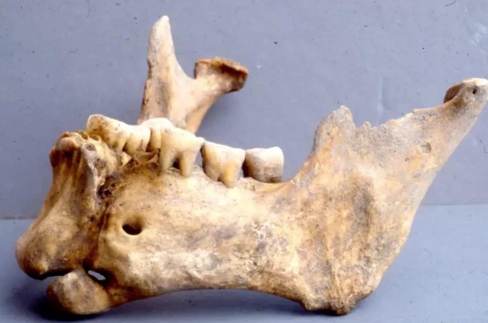 Η ανακάλυψη κρανίου που αποδεικνύει τη συνέχεια της ελληνικής ιατρικής παράδοσης 2 fracture front warrior lower jaw credit Anagnostis P gelarakis livescience 1392x922.jpg 655d1d5b2105861b9eb7ef436c80fdfc