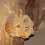 Petralona_skull_covered_by_stalagmite_credit_Nadina_Wikipedia-1024x768.jpg.webp