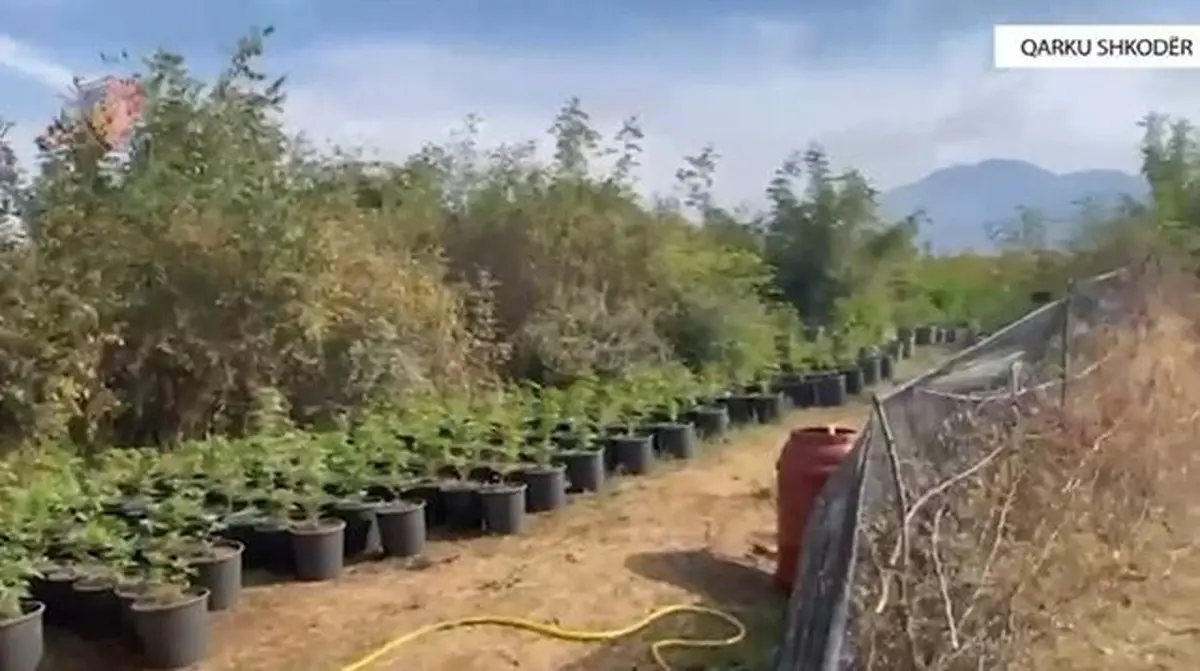 Ναρκωτικά (3)