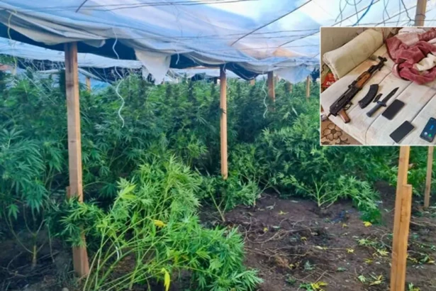 Ναρκωτικά (4)