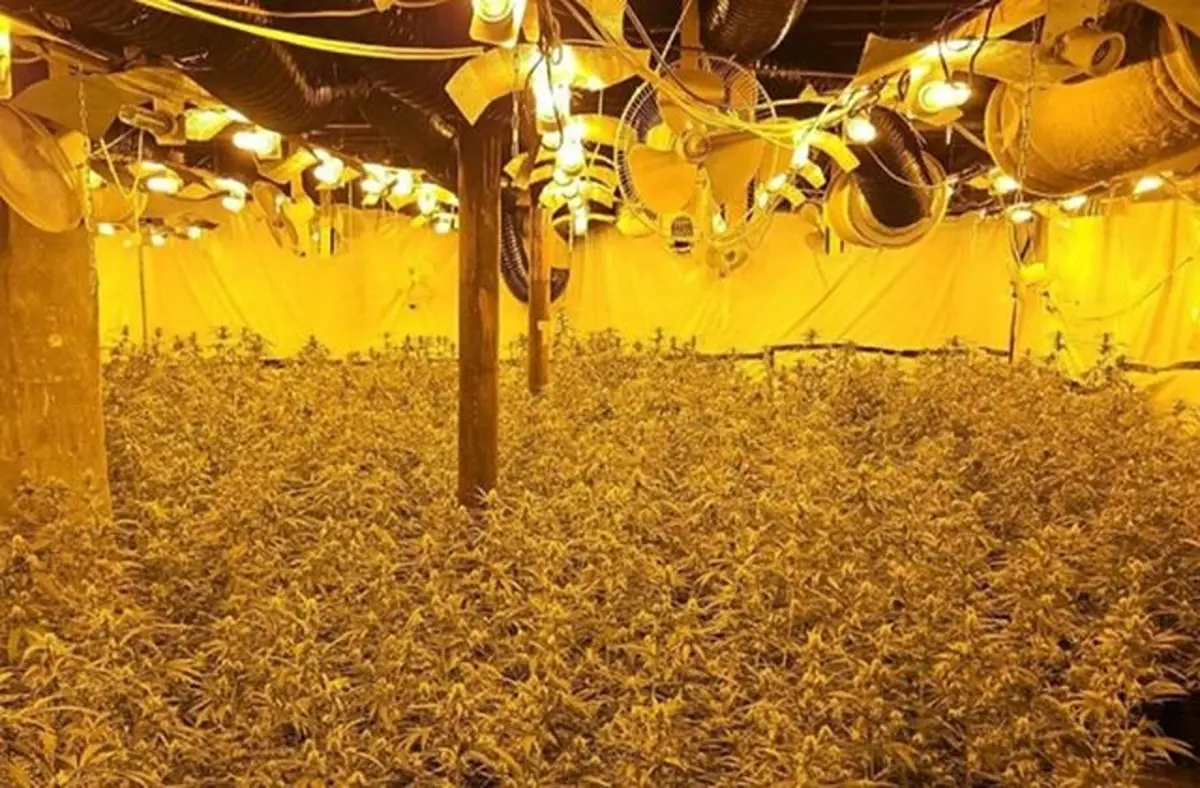 Ναρκωτικά (5)