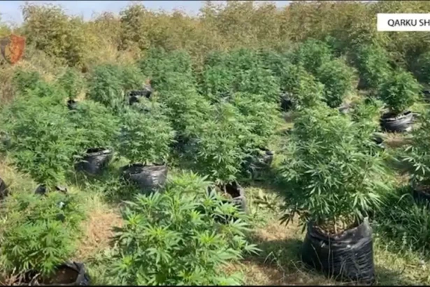 Ναρκωτικά (6)