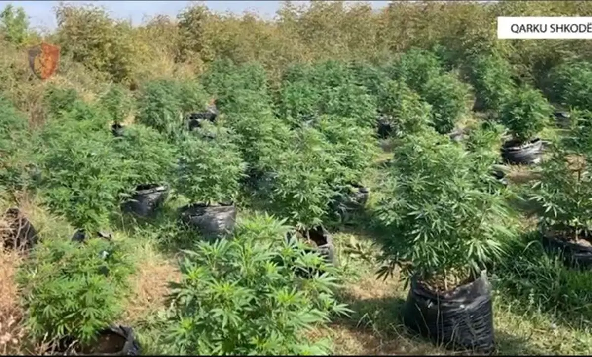 Ναρκωτικά (6)