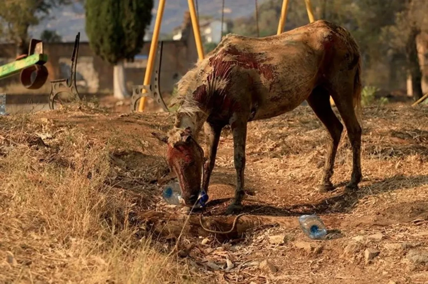 Σε Φοινίκη και Δέλβινο οι μεγαλύτερες ζημιές από τις πυρκαγιές του Αυγούστου 1 Πυρκαγιές